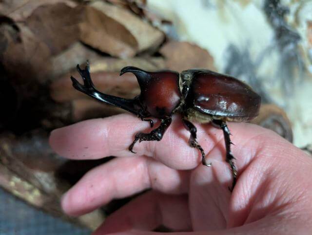 カブトムシ