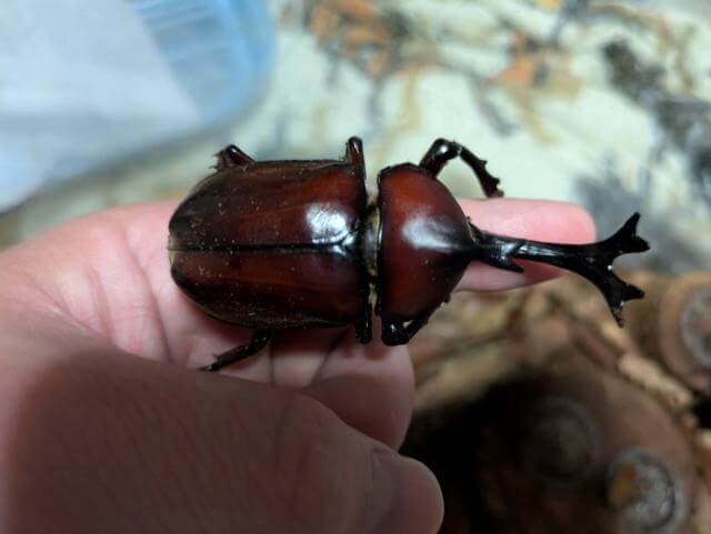 カブトムシ