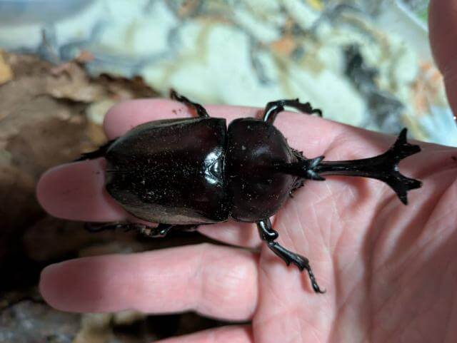 カブトムシ