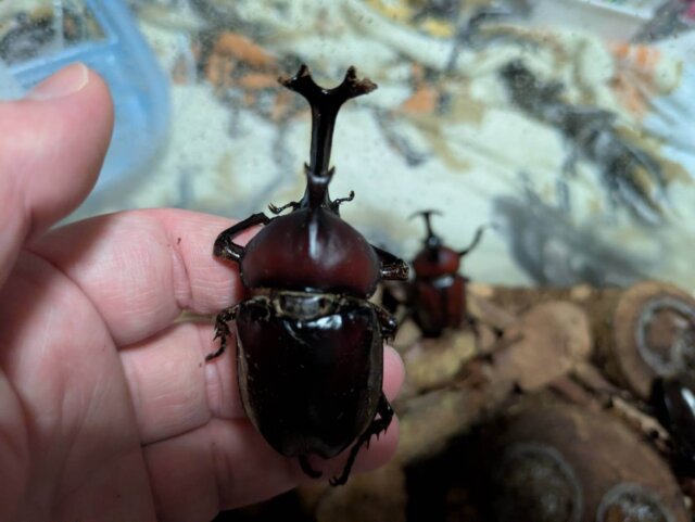 カブトムシ