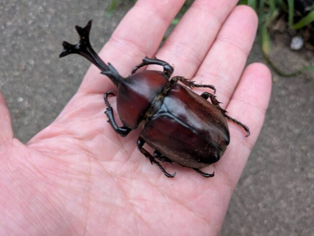 カブトムシ