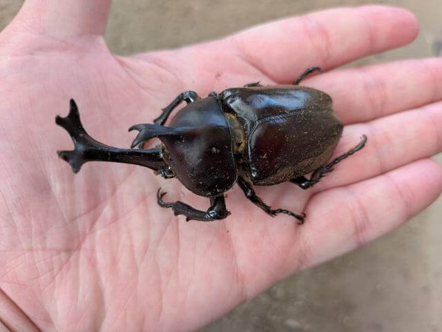 カブトムシ