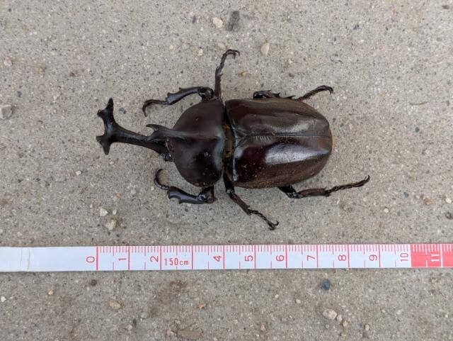 カブトムシ