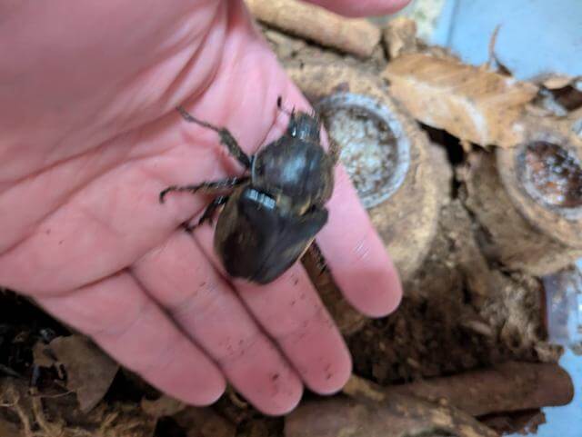 カブトムシ