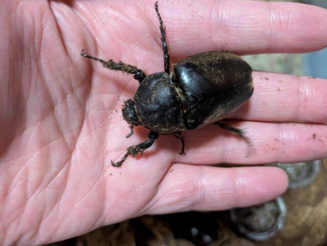 カブトムシ