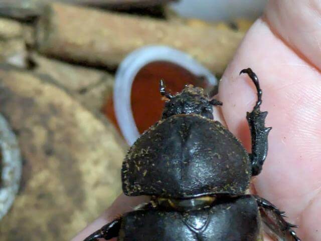 カブトムシ