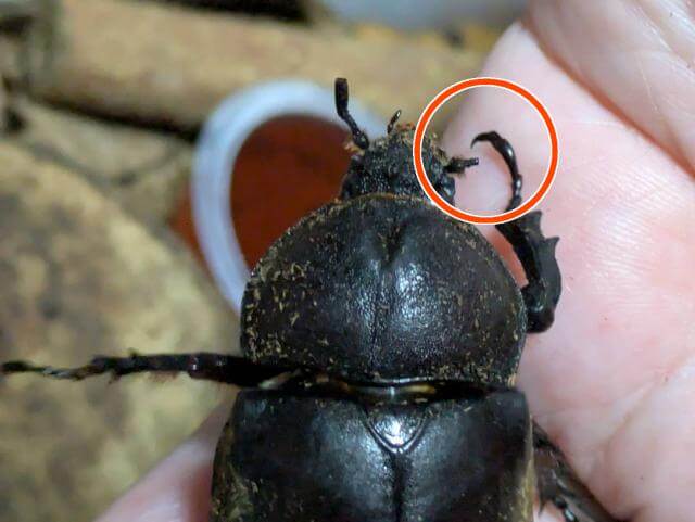 カブトムシ