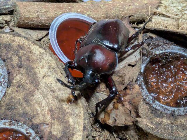 カブトムシ