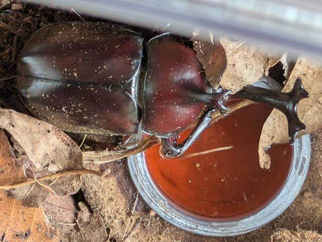 カブトムシ