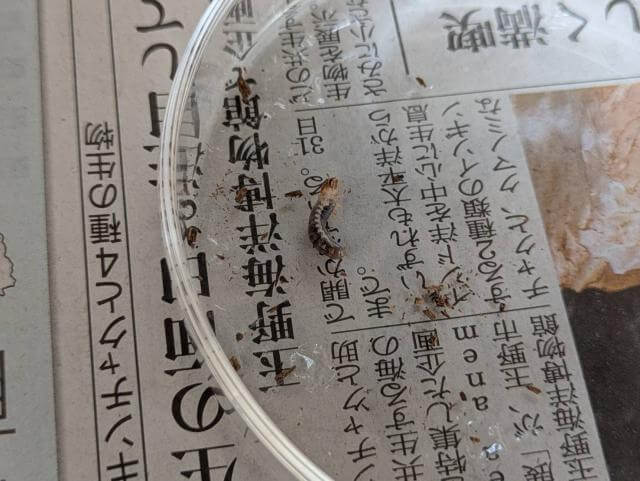 カブトムシ 幼虫