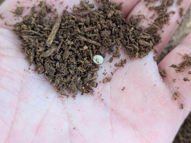 カブトムシ 卵