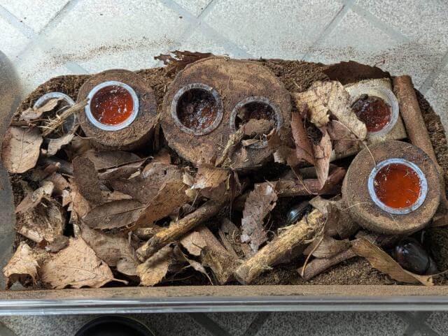 カブトムシ