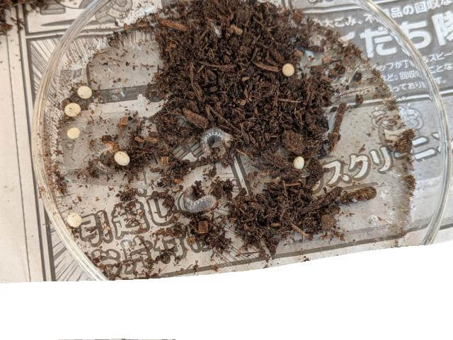 カブトムシ 卵 幼虫