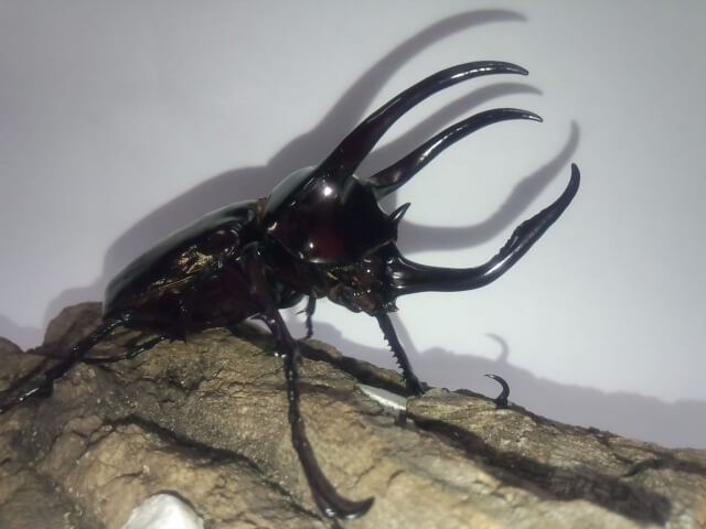 アトラスオオカブト