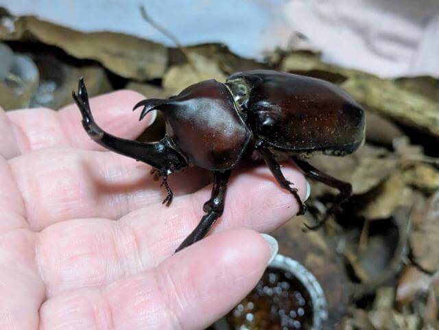 カブトムシ