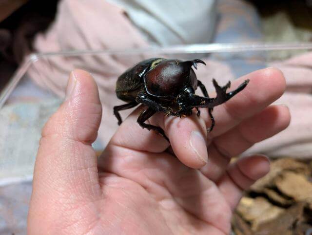 カブトムシ