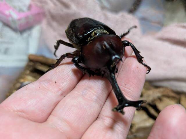 カブトムシ