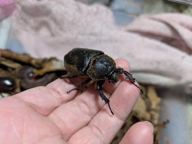 カブトムシ