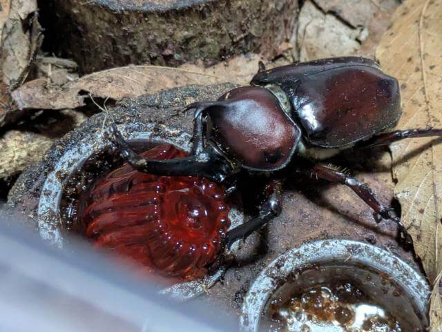 カブトムシ
