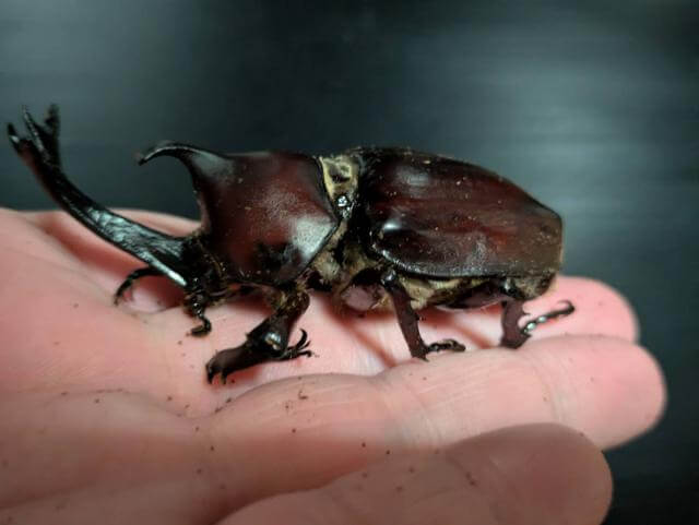 カブトムシ