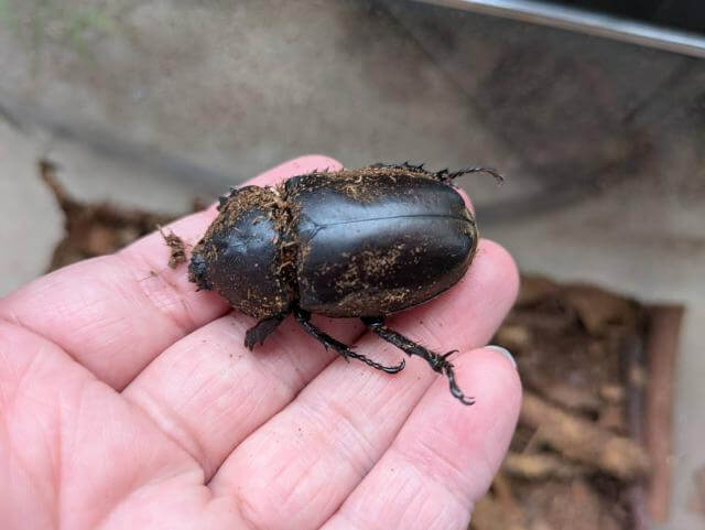 カブトムシ