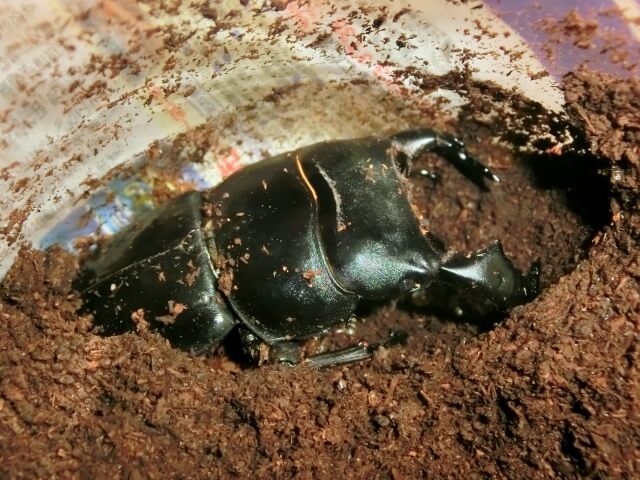 ダイオウヒラタクワガタ