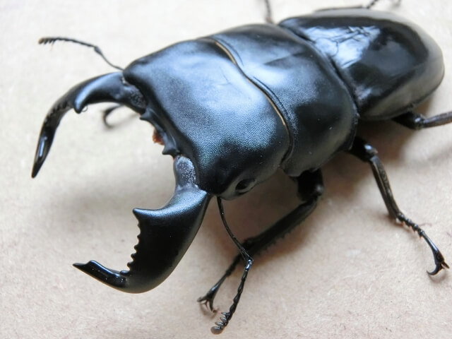 ダイオウヒラタクワガタ