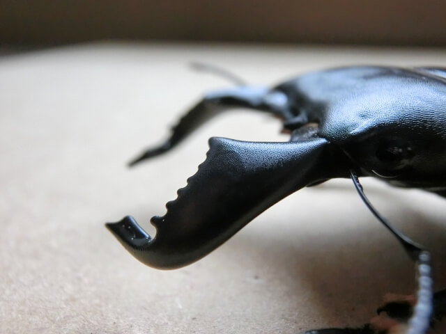 ダイオウヒラタクワガタ
