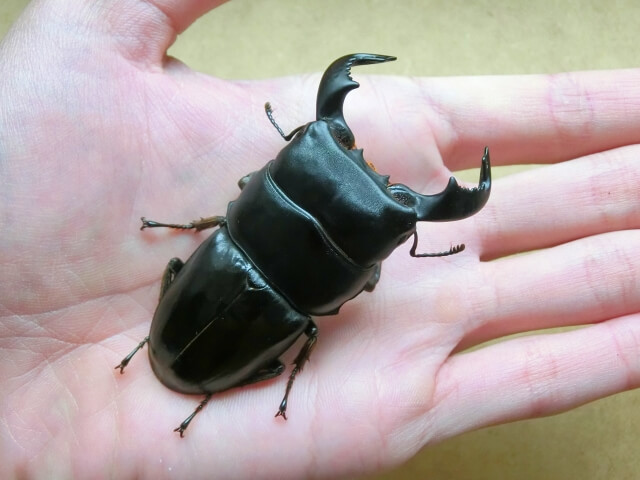 ダイオウヒラタクワガタ