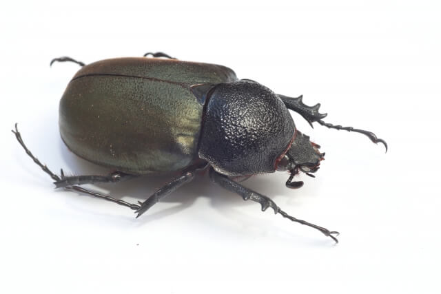 アトラスオオカブト