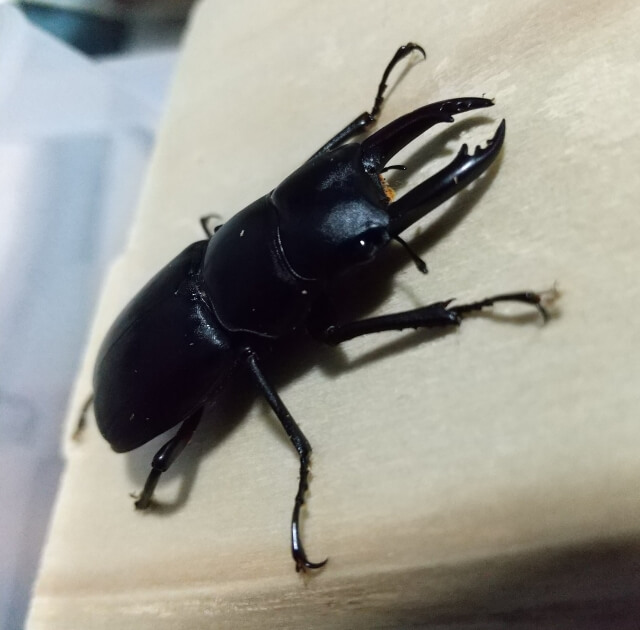 アカアシクワガタ