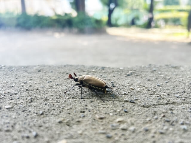 コフキコガネ