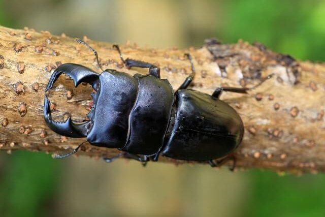 ダイオウヒラタクワガタ