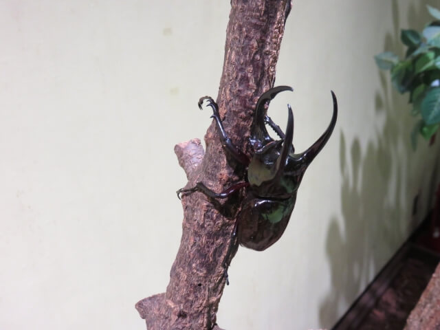 アトラスオオカブト