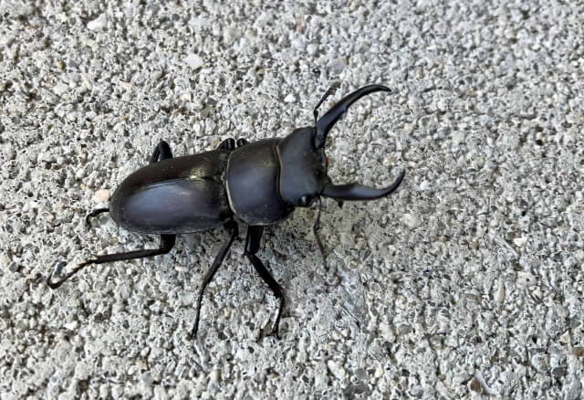 コクワガタ