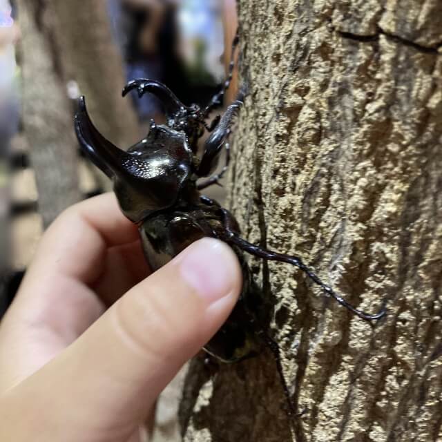 アトラスオオカブト