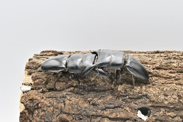 ダイオウヒラタクワガタ