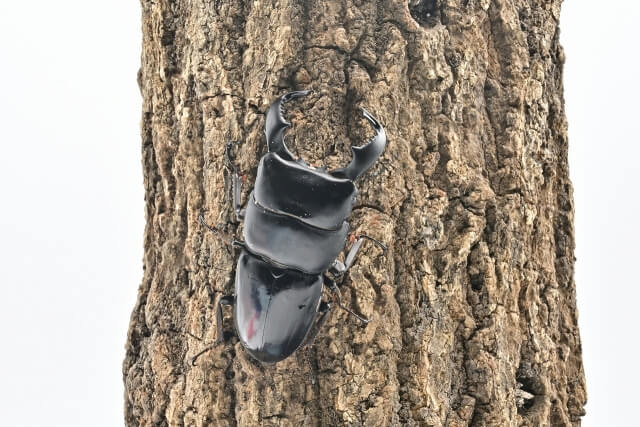 ダイオウヒラタクワガタ