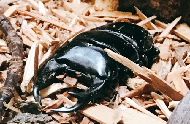 オオクワガタ