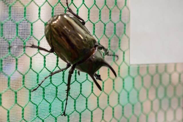 アトラスオオカブト