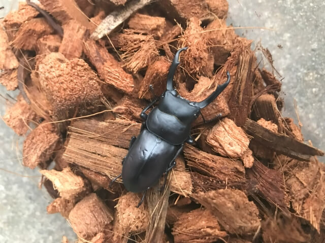 コクワガタ