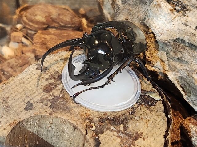アトラスオオカブト