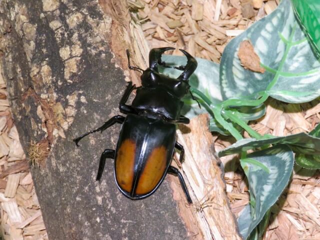 セアカフタマタクワガタ パリーフタマタクワガタ