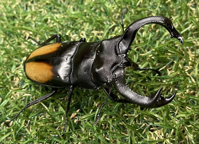 セアカフタマタクワガタ パリーフタマタクワガタ