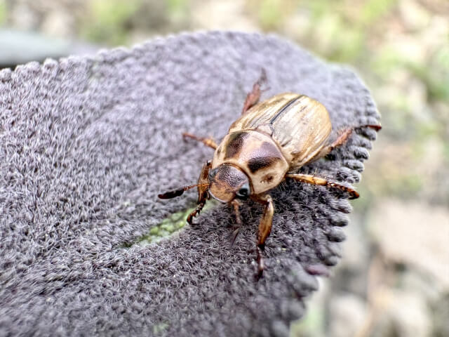 セマダラコガネ