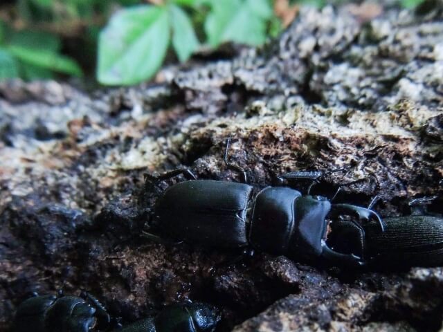 スジクワガタ