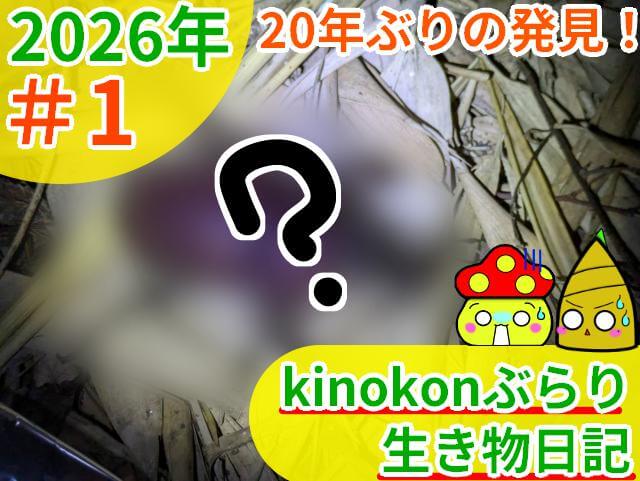 kinokonぶらり生き物日記 2026 #1