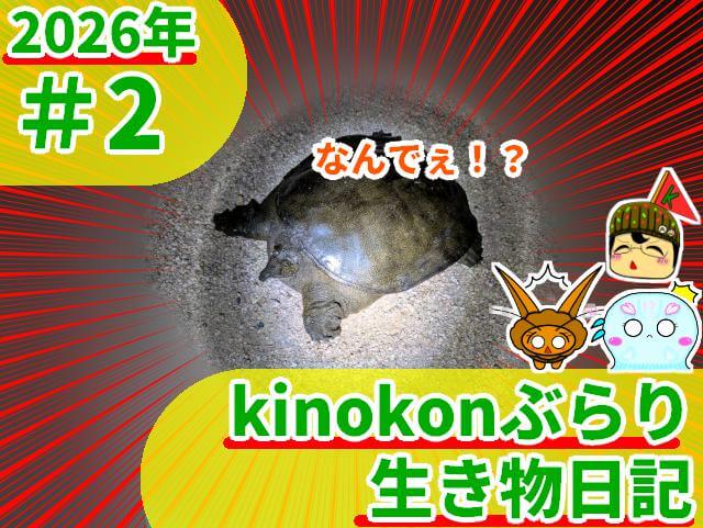 kinokonぶらり生き物日記 2026 7 24