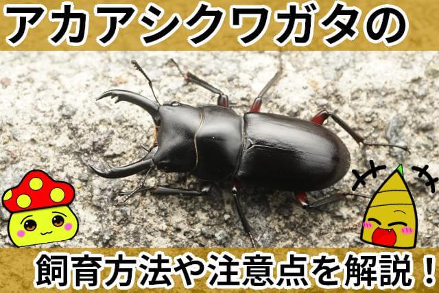 アカアシクワガタ 飼育方法
