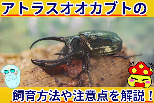 アトラスオオカブト 飼育方法